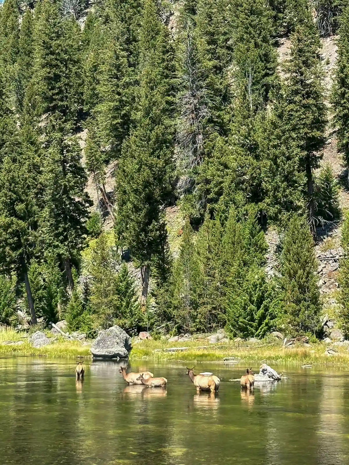 Elk In A Stream In Yellowstone Nationai Park