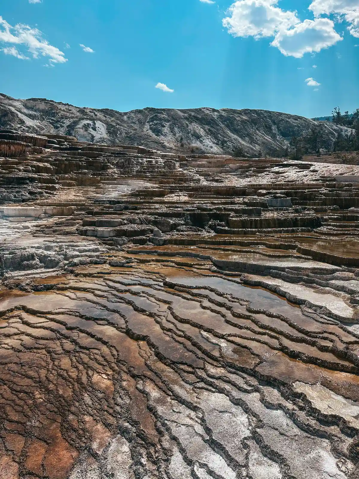 Travertine Terraces At Mammoth Hot Springs In Yellowstone National Park