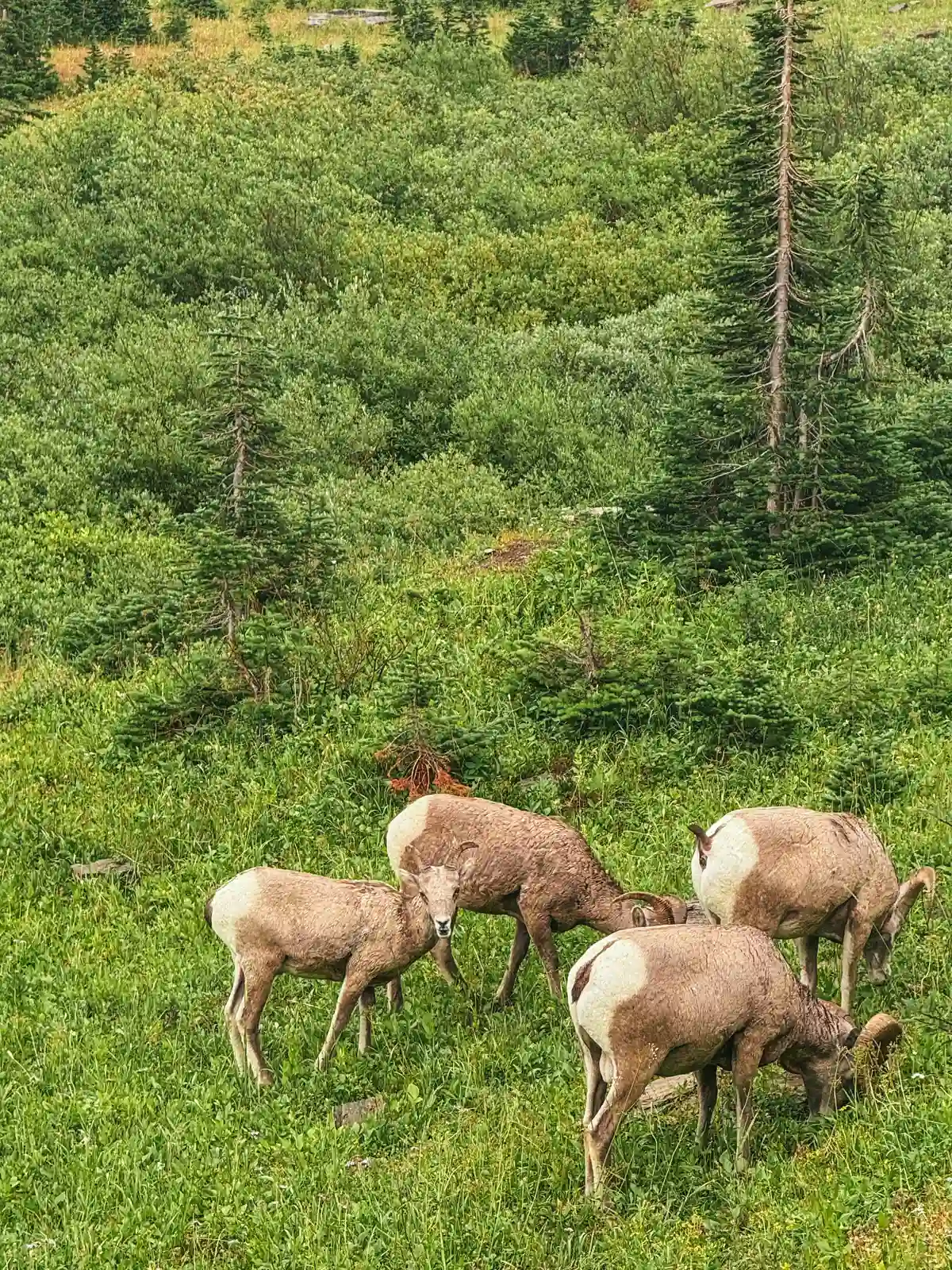 Big Horn Sheep Grazing In Glacier National Park