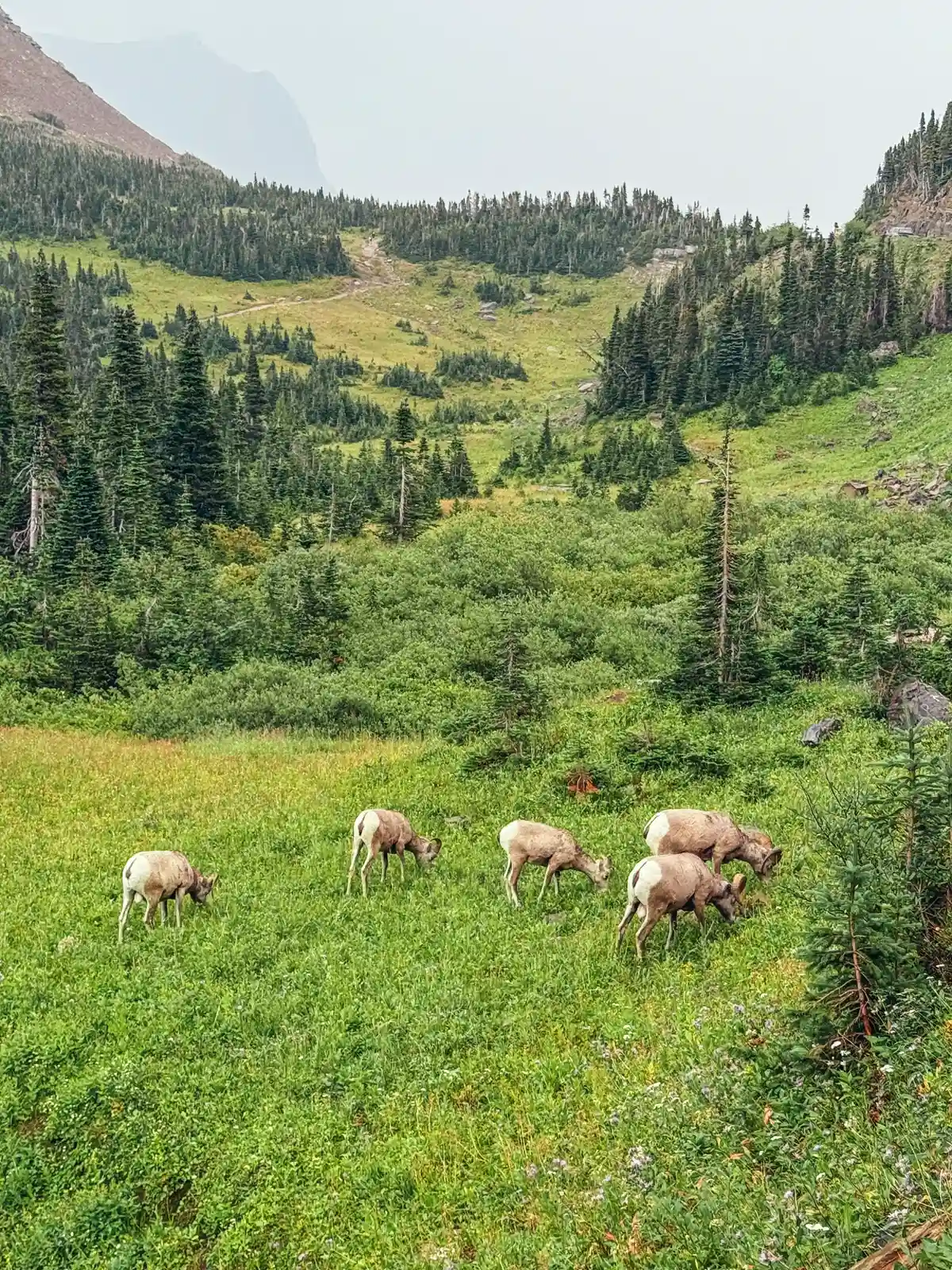Big Horn Sheep Near Oberlin Bend In Glacier National Park