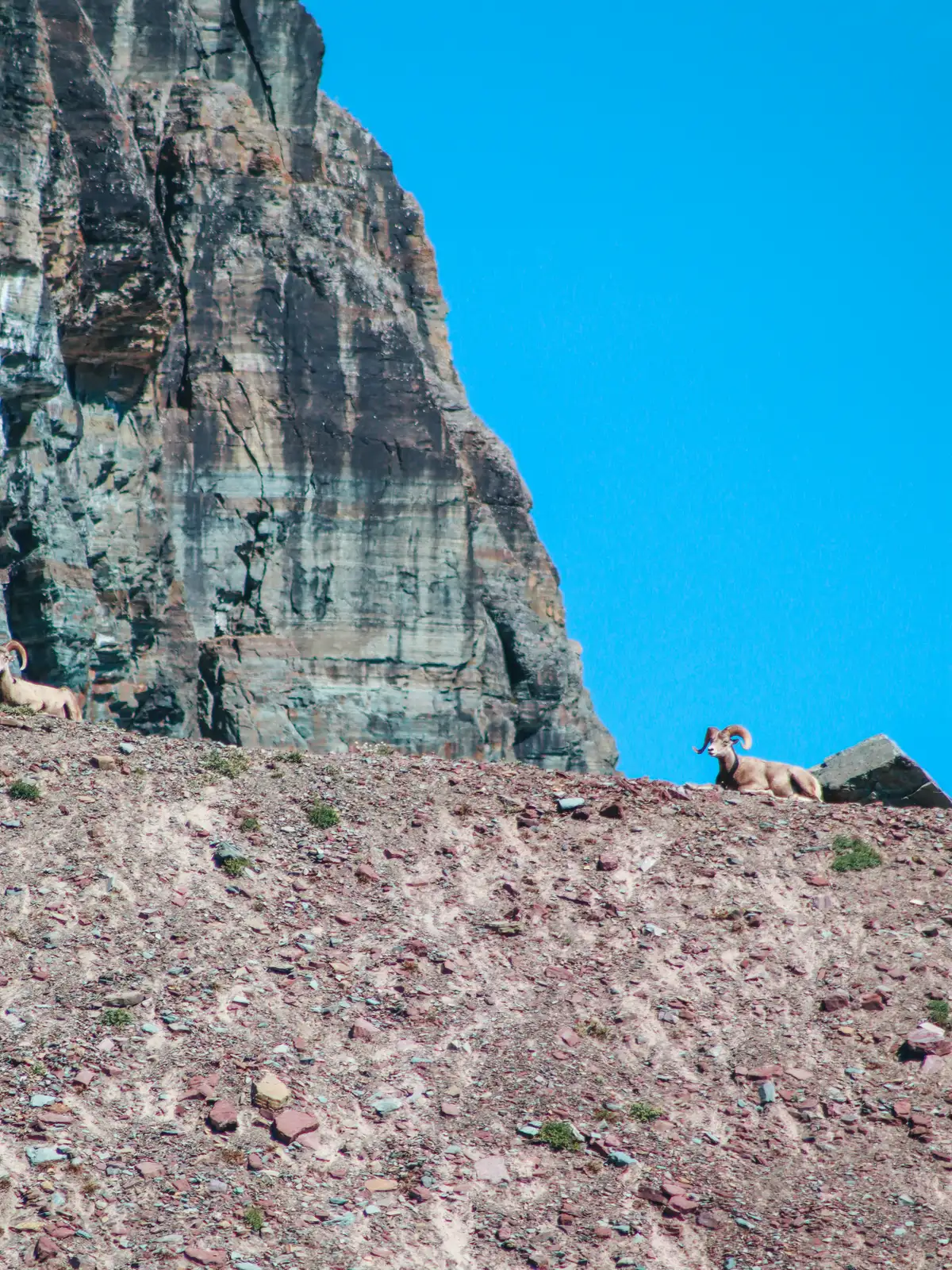 Big Horn Sheep On Hidden Lake Trail In Glacier National Park
