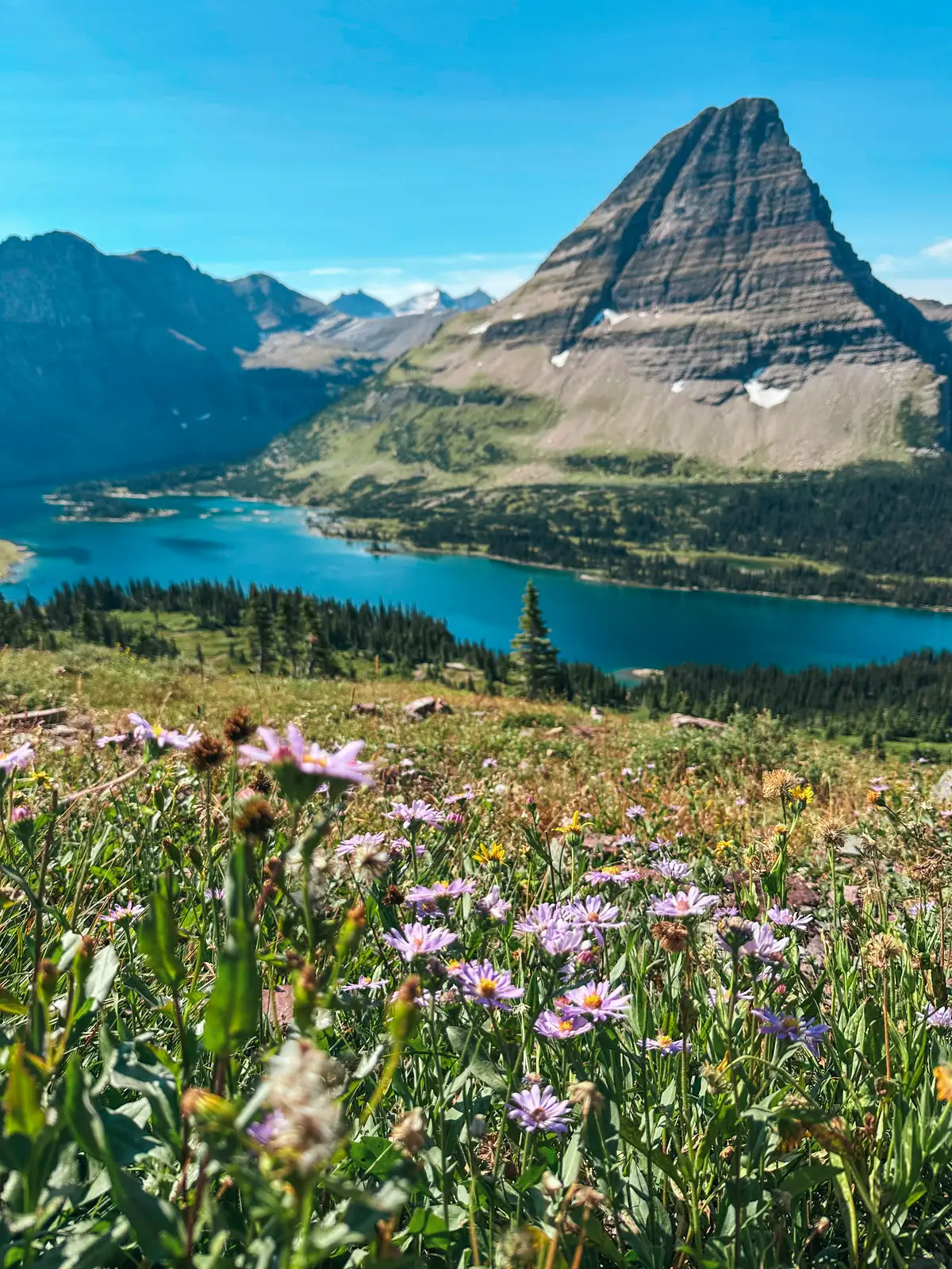 Flowers In Bloom At Hidden Lake In Glacier National Park