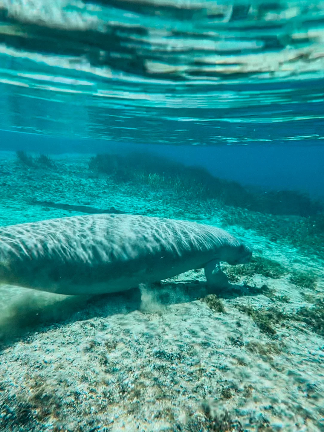 Manatee Swimming At One Of Floridas Springs