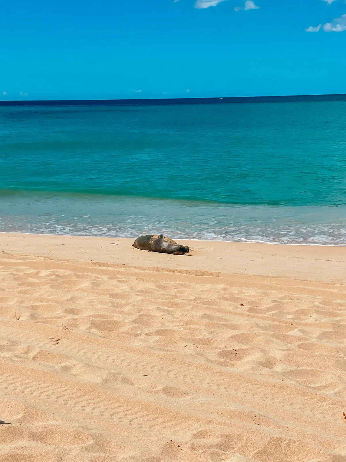 Monk Seal Napping At The Beach At Kalanianaole Beach Park On The West Side Of Oahu