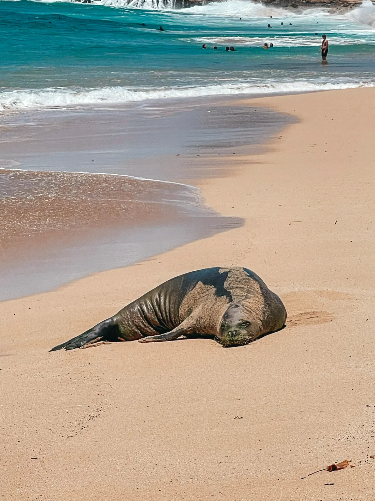 Monk Seal Sleeping On The Beach At Kalanianaole Beach Park On The West Side Of Oahu