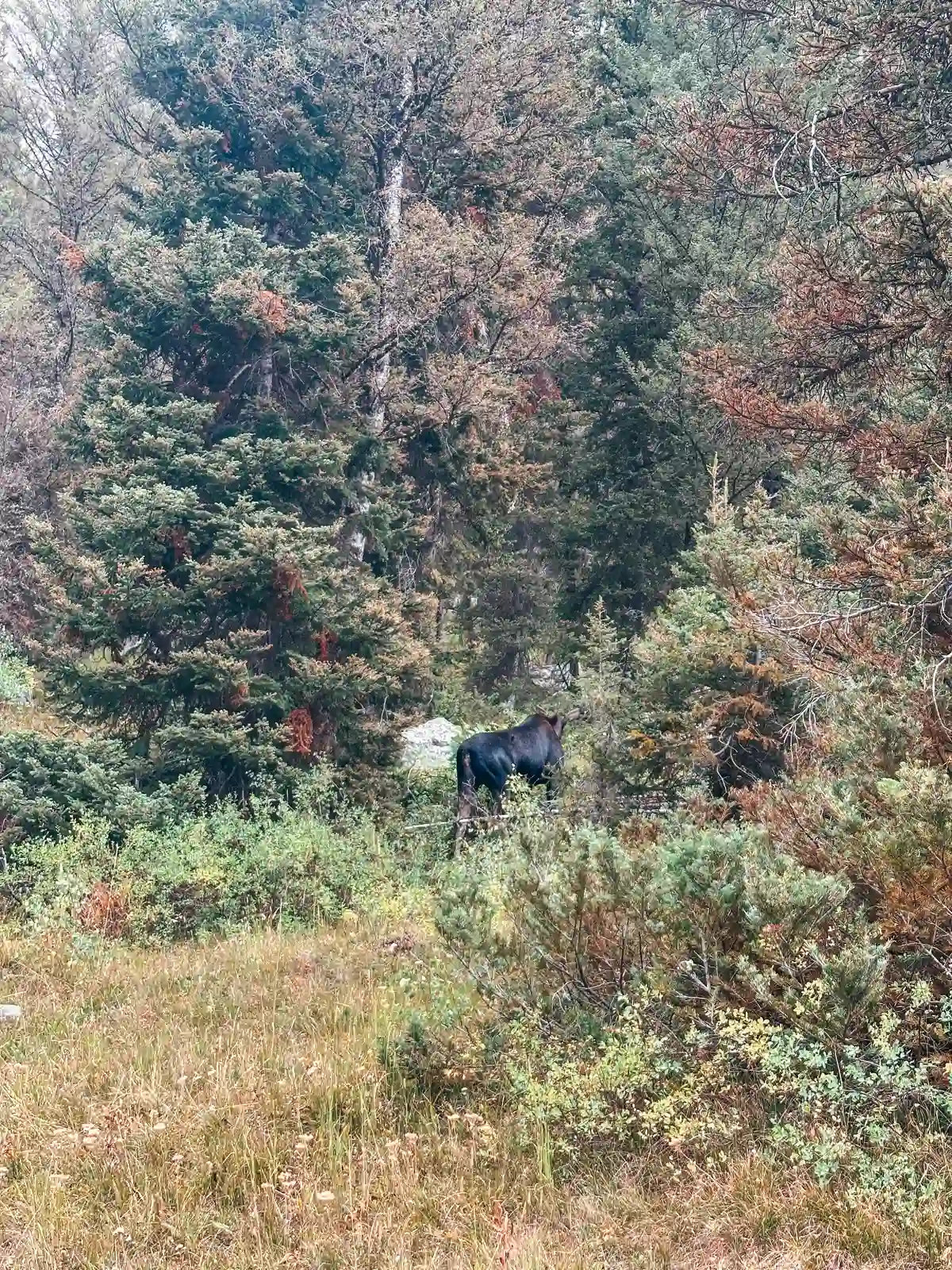 Moose Eating On The Cascade Canyon Trail In Grand Teton National Park