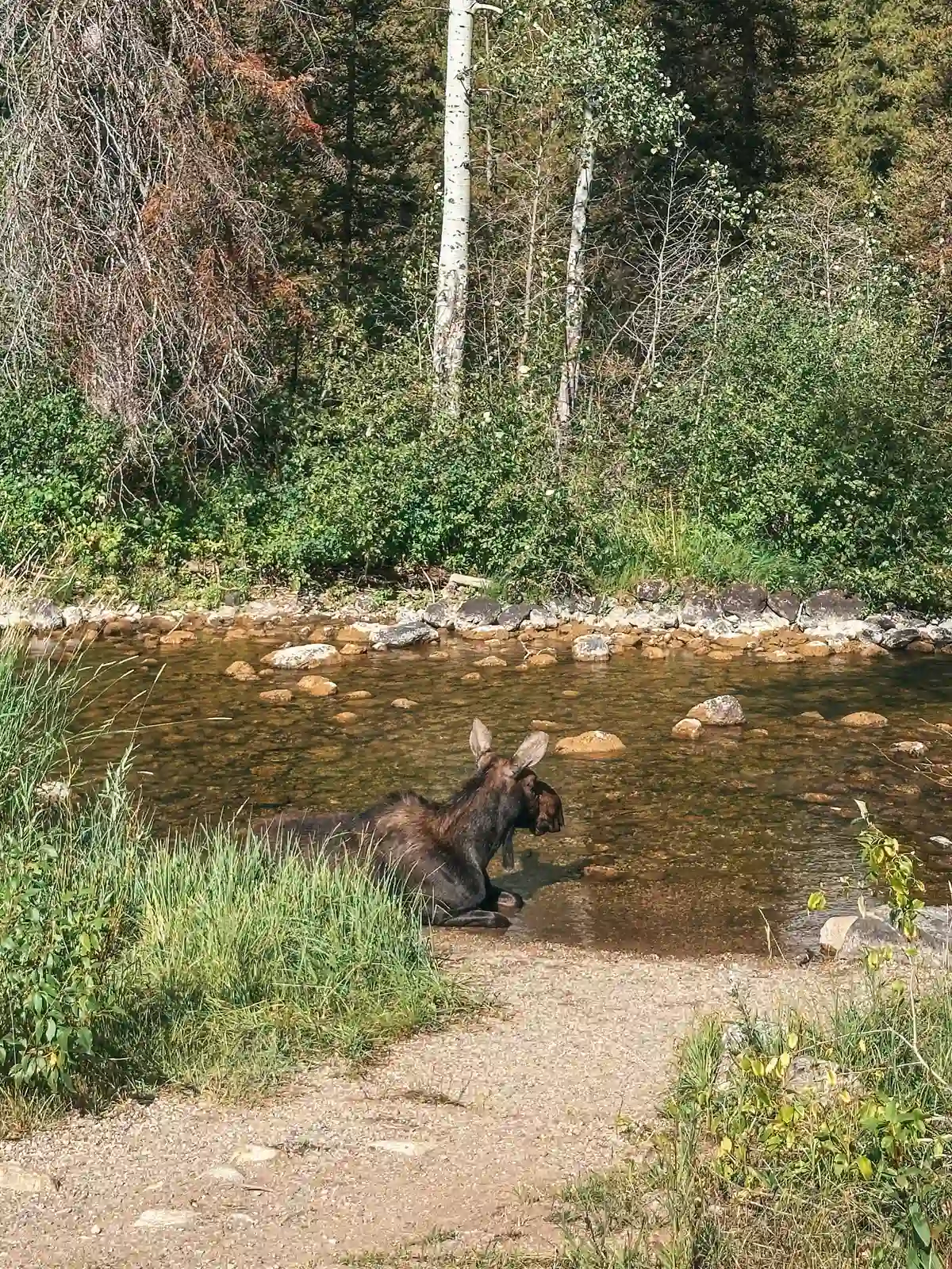 Moose Laying Down In A Stream On The Phelps Lake Trail