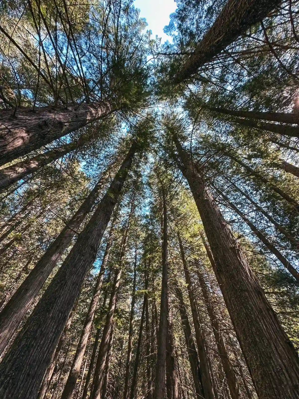 Trail Of The Cedars At Glacier National Park In Montana
