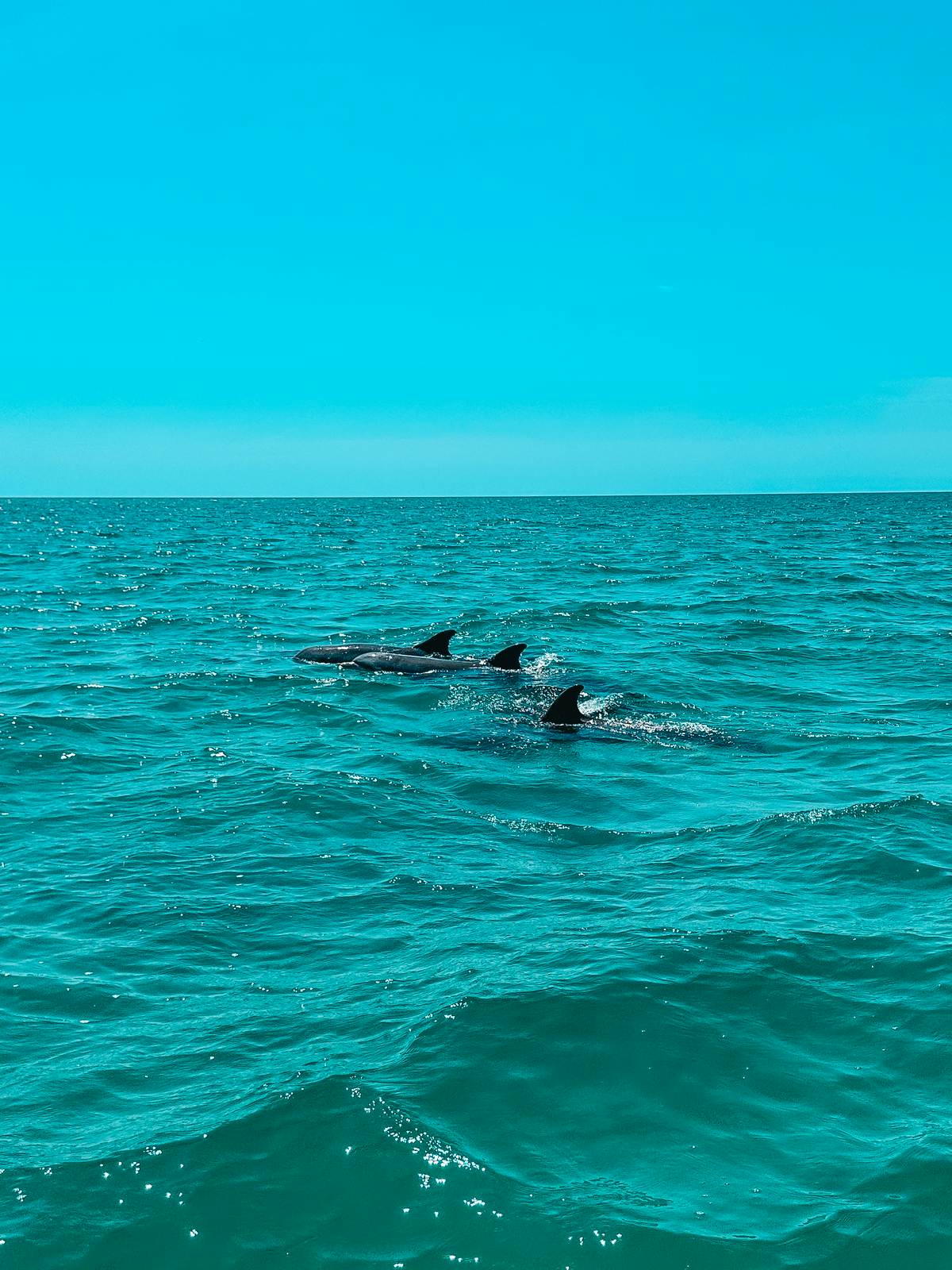 Dolphins Near Honeymoon Island