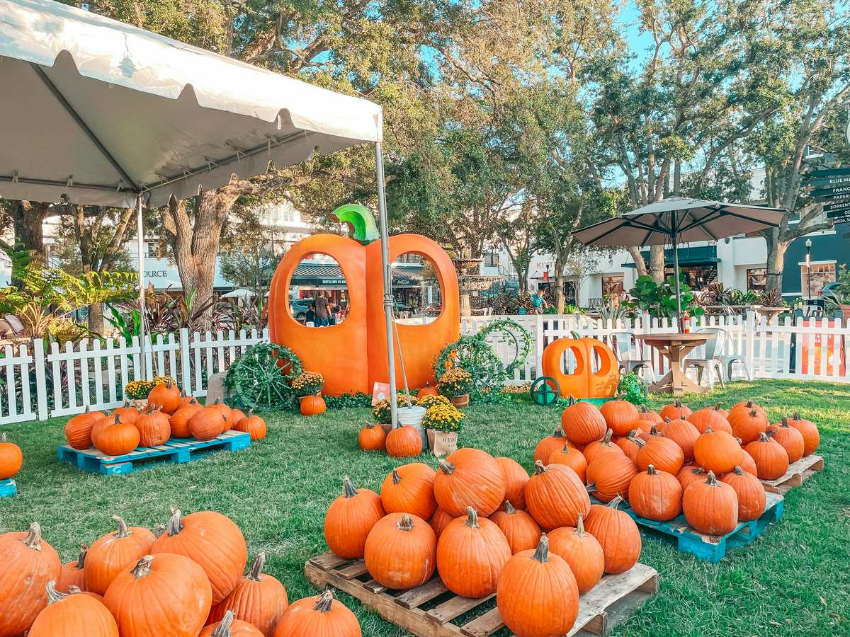 Hyde Park Village Pumpkin Patch
