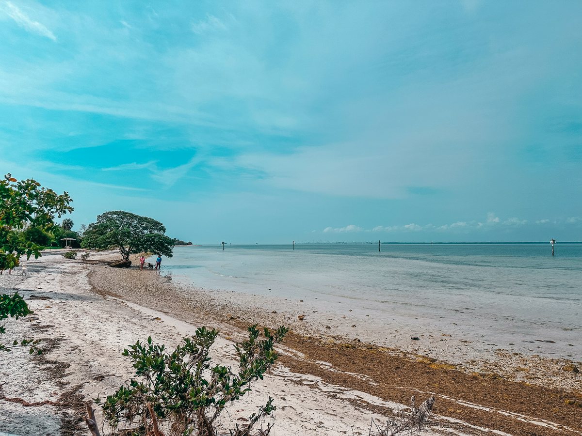 Picnic Island Dog Beach In Tampa Fl