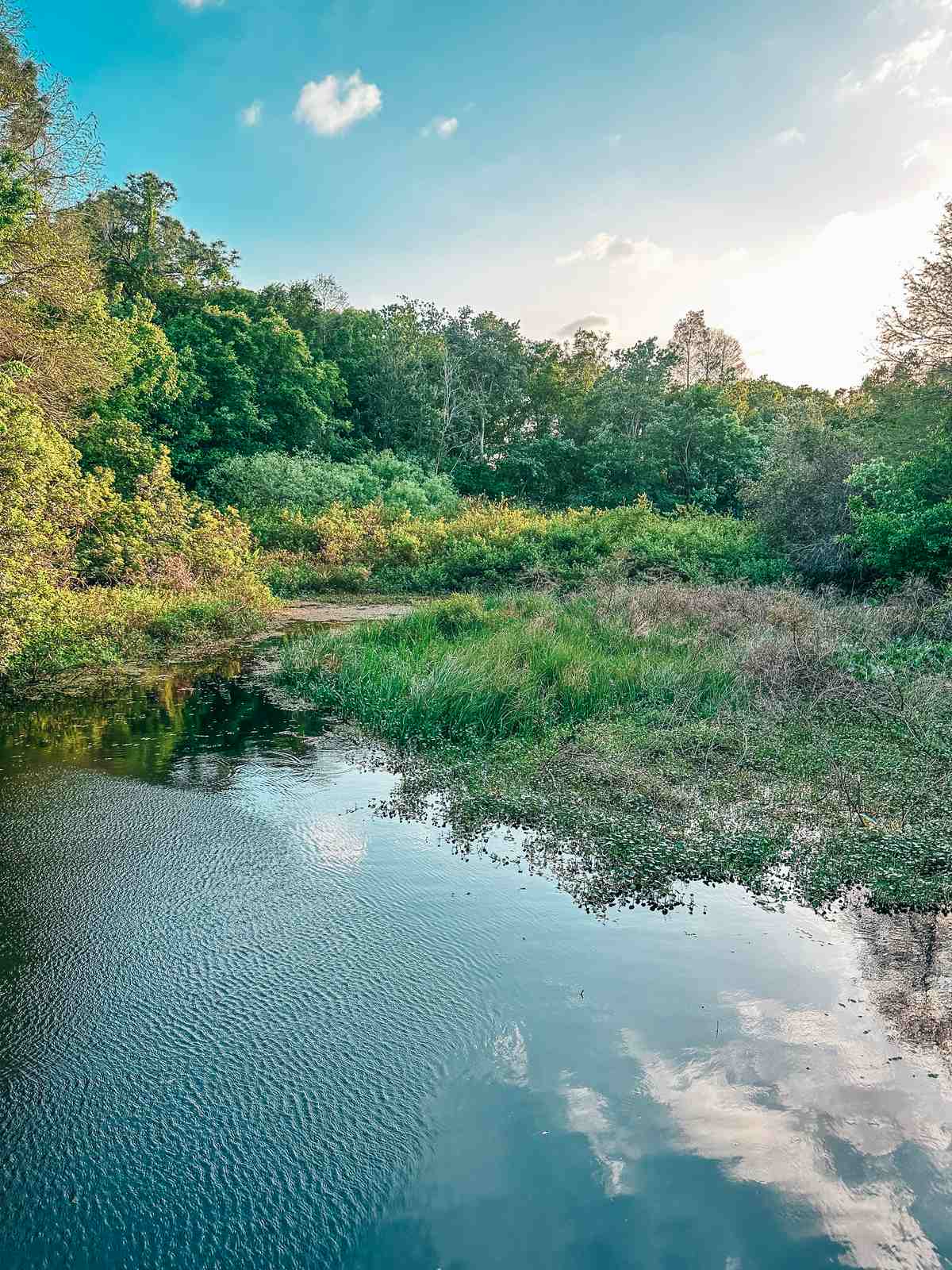 Pond At Al Lopez Park In Tampa