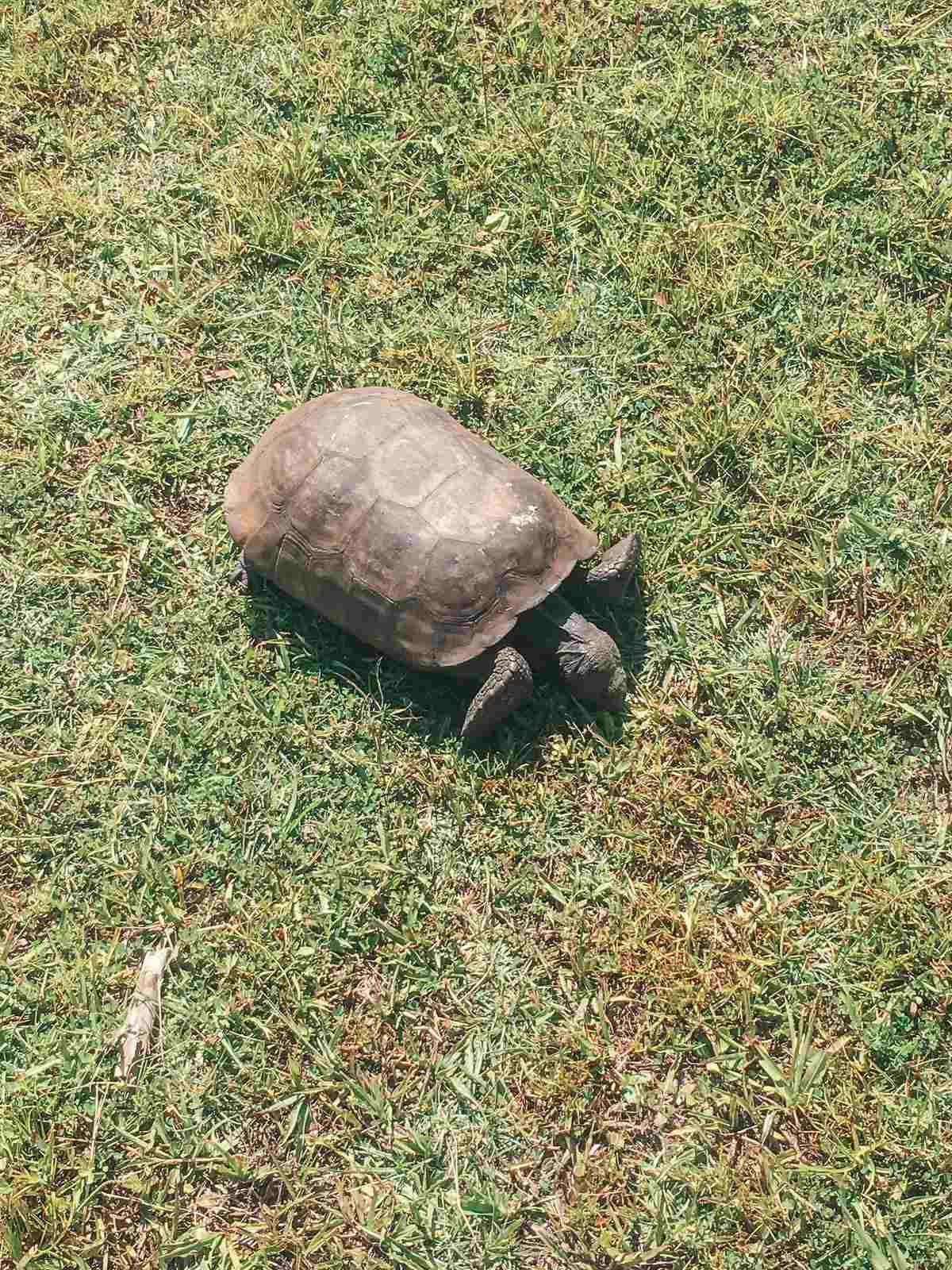 Tortoise At Egmont Key